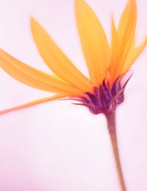 Fleur